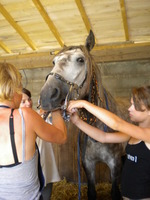 Elodie, la dentiste des chevaux